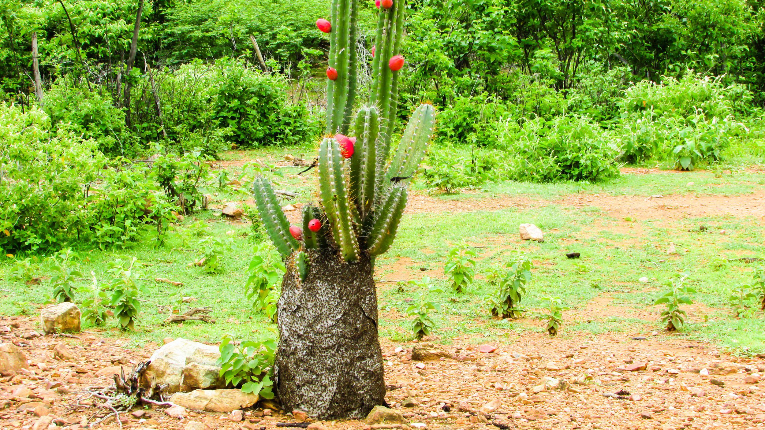 Mandacaru Especie De Cacto Plantas Infoescola