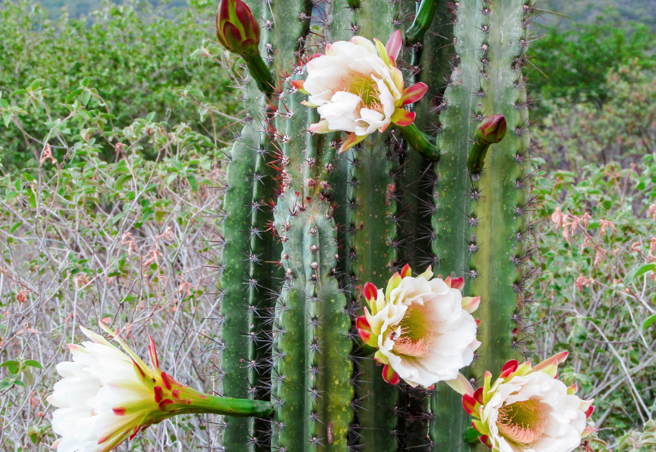 Mandacaru - espécie de cacto - Plantas - InfoEscola