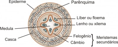 felogenio2