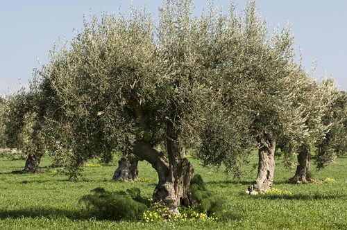 Oliveira - Olea europaea - Árvore - InfoEscola