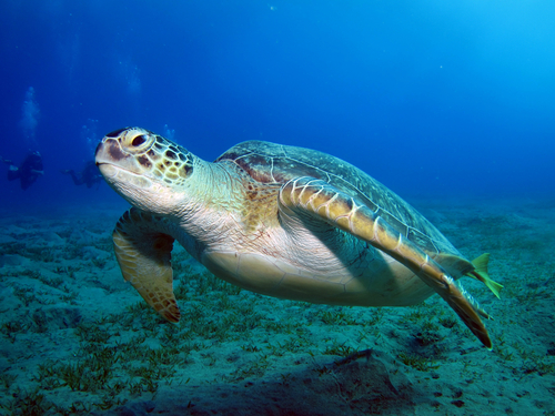 Tartaruga verde. Foto: LauraD / Shutterstock.com