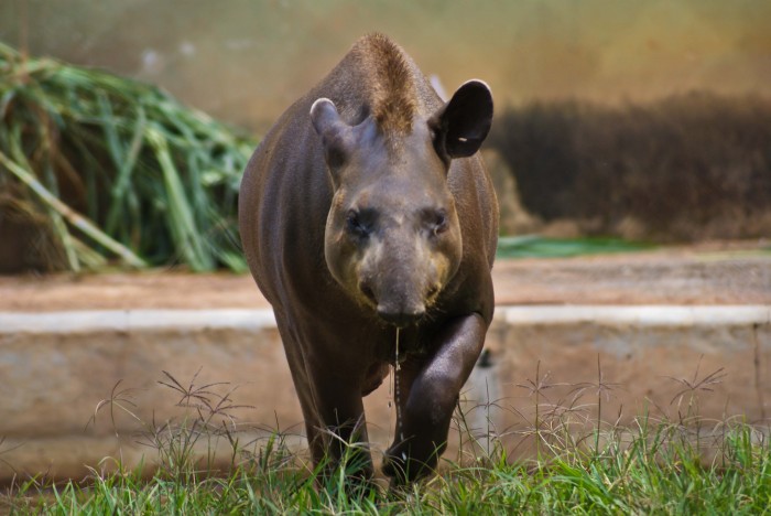 Anta - Tapirus terrestris Foto: Bruno Corrêa Barbosa 