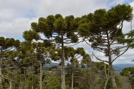 Araucária. Foto: Celso Pupo / Shutterstock.com