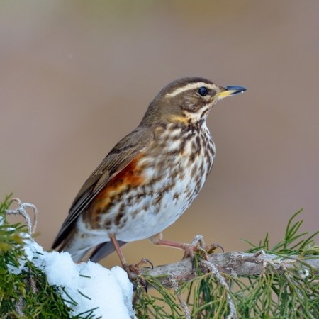 Sabiá da espécie Turdus iliacus. Foto: Geanina Bechea / Shutterstock.com