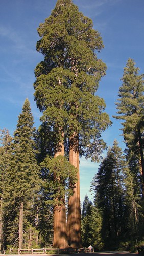 Sequoias. Foto: Mighty Sequoia Studio / Shutterstock.com