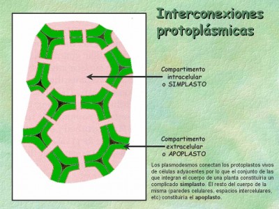 apoplasto-simplasto