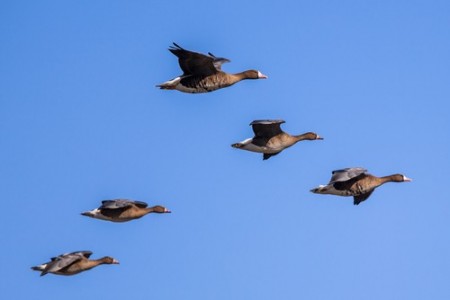 Aves migratórias (Ganso-do-canadá). Foto: CreativeNature.nl / Shutterstock.com