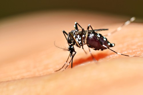 Mosquito Aedes aegypti. Foto: mrfiza / Shutterstock.com