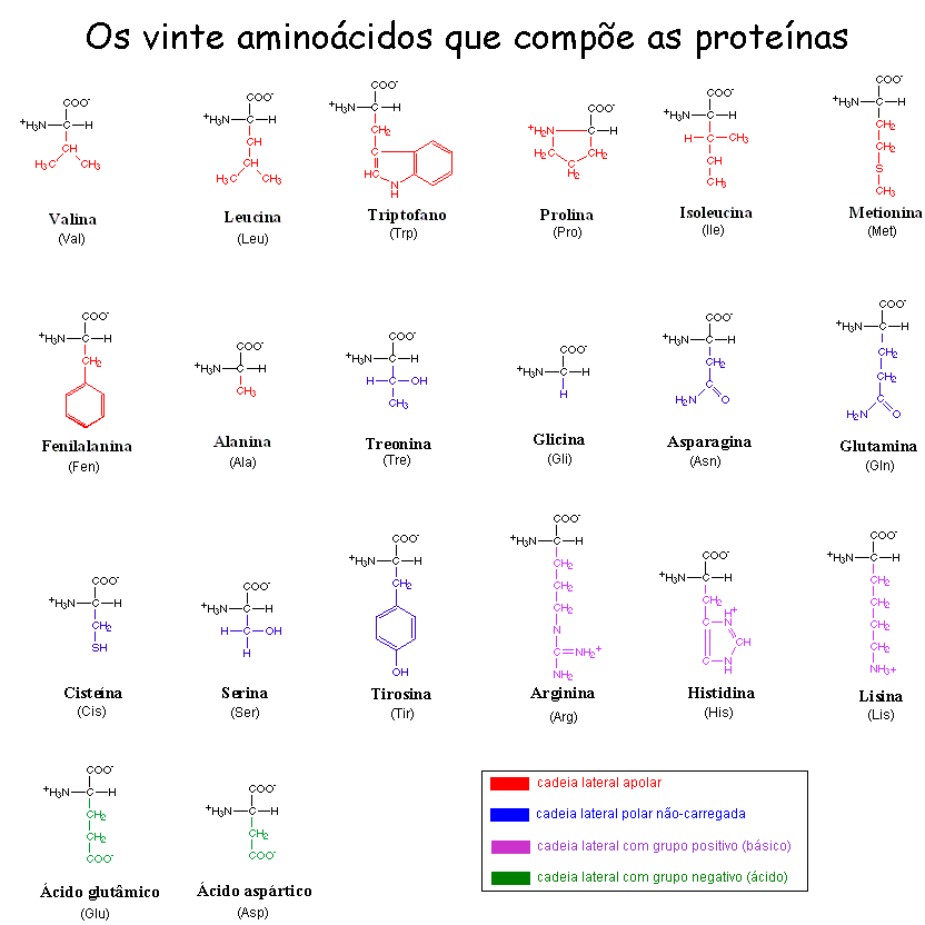 tabela aminoacidos