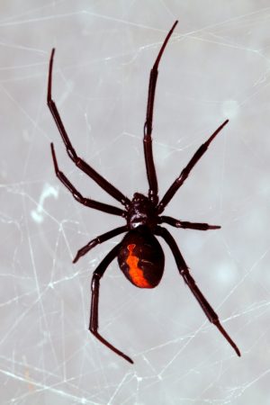 Aranha viúva-negra (Latrodectus hasselti). Foto: Peter Waters / Shutterstock.com