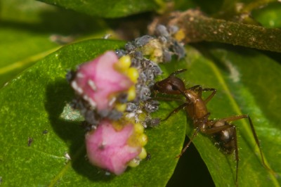 Pulgões sendo protegidos por formiga Foto: Bruno CBarbosa