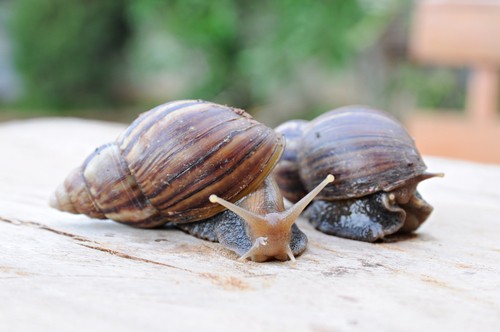 Caramujo africano. Foto: HARNZING / Shutterstock.com