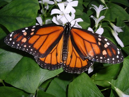 Coloração de aviso em uma espécie de borboleta. (Foto: Inzilbeth / Wikimedia)