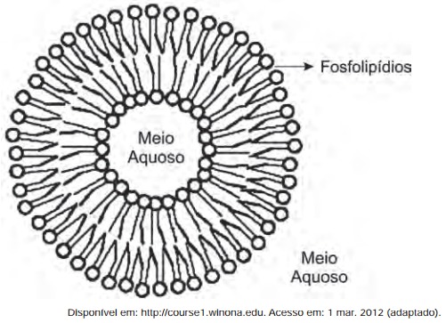 fosfolipidios