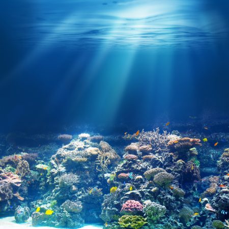 Recifes de corais. Foto: Andrey_Kuzmin / Shutterstock.com