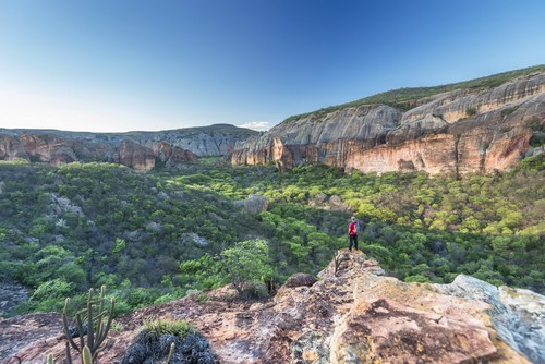 Parque Nacional Serra da Capivara, com vegetação de Caatinga. Foto: Andre Dib / Shutterstock.com