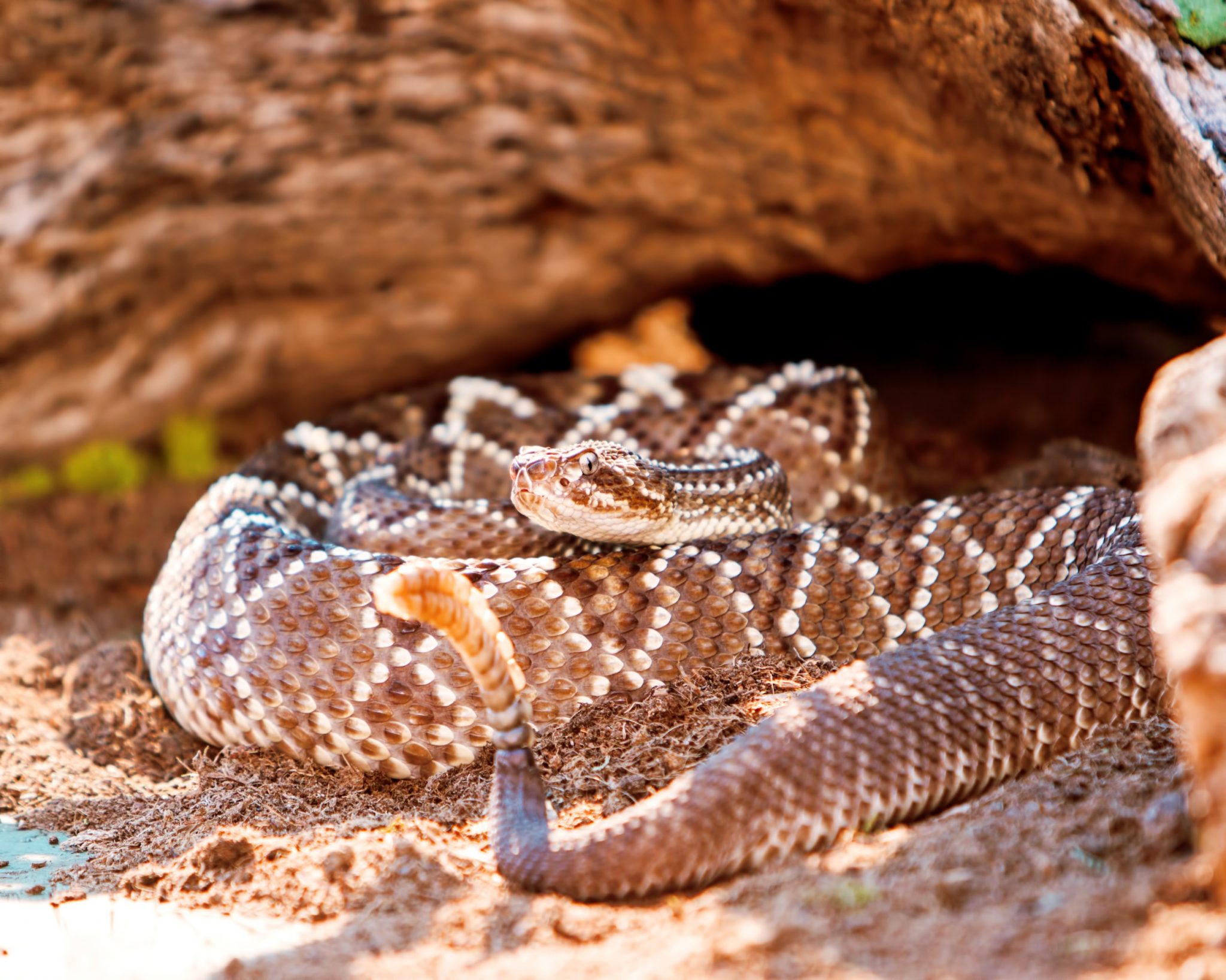 Cascavel características, veneno Cobras venenosas InfoEscola