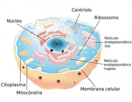 Exemplo de célula eucariótica. Ilustração: sanjayart / Shutterstock.com