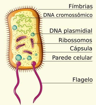 Exemplo de célula procariótica. Ilustração: in-art / Shutterstock.com 