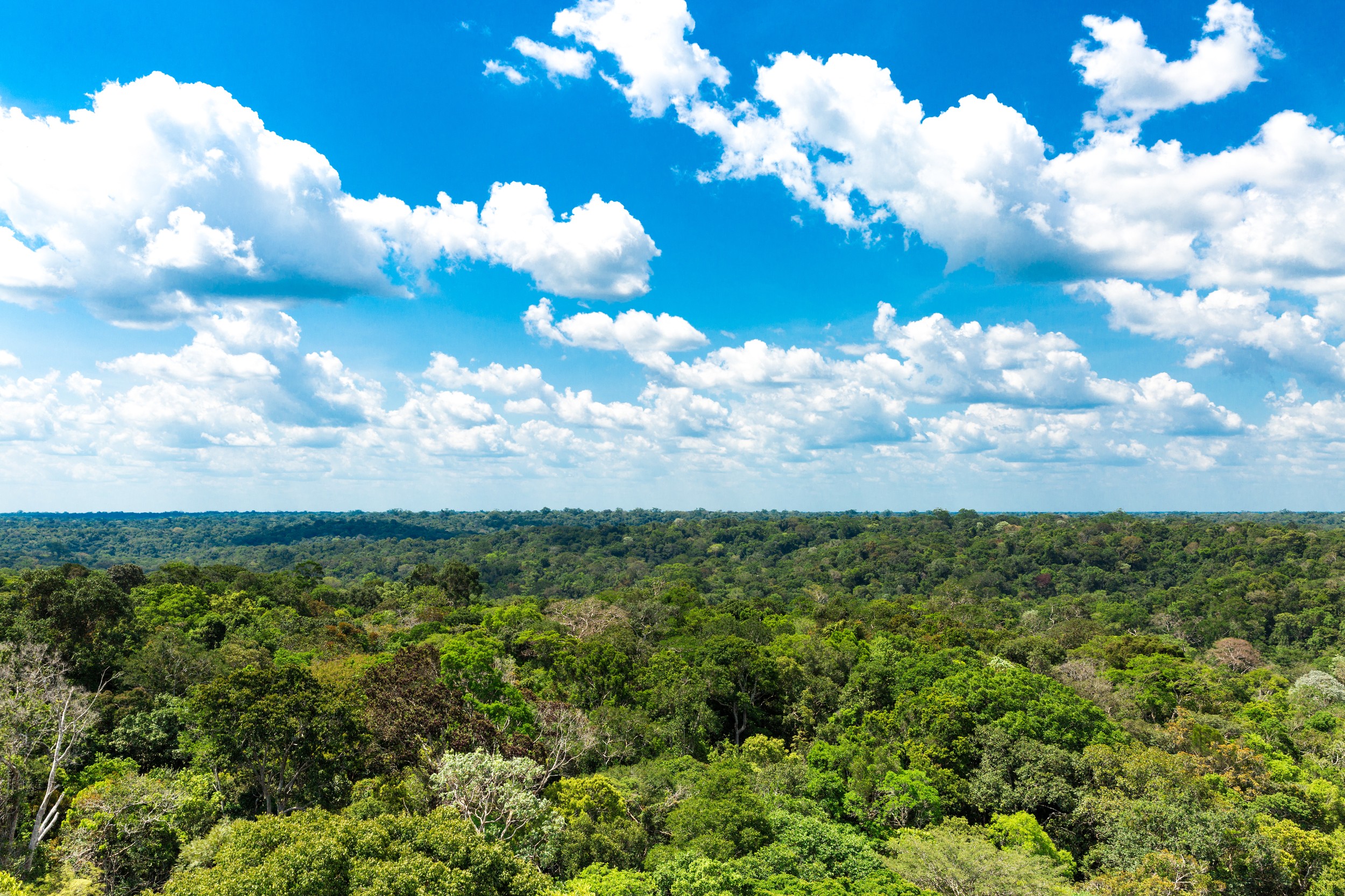 Resultado de imagem para floresta amazonica