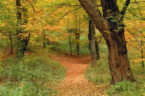 Floresta temperada na Romênia (Europa). Foto: Florin Mihai / Shutterstock.com