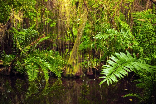 Mata de uma floresta tropical. Foto: Eugene Sergeev / Shutterstock.com