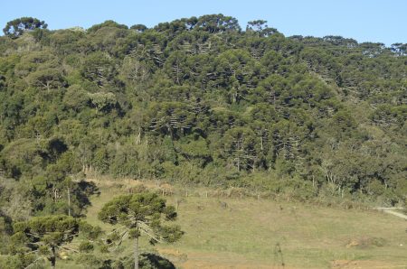 Mata de Araucárias em Urubici - SC. Foto: Lucas Martins / InfoEscola.com