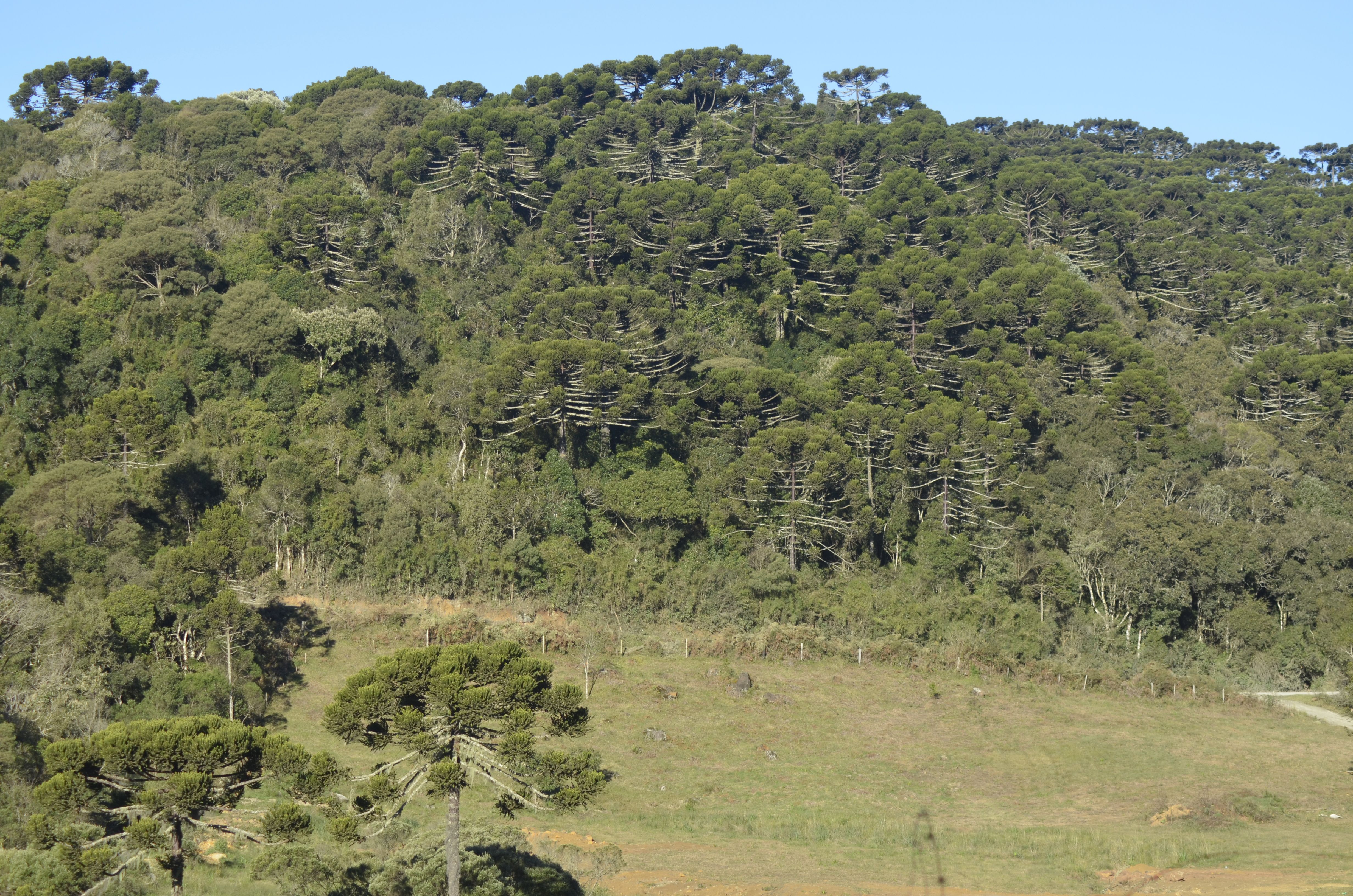 Atividades Tipos de Vegetação Geografia