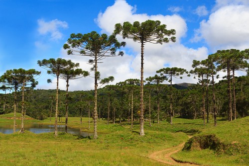 Araucárias. Foto: Iuliia Timofeeva / Shutterstock.com