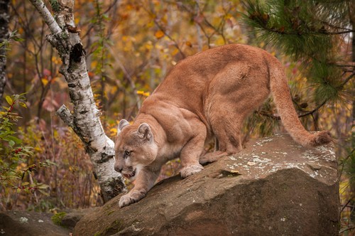 Onça parda (Puma concolor). Foto: Holly Kuchera / Shutterstock.com