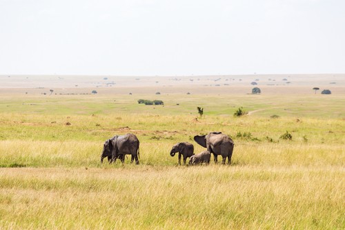 Vegetação de savana na África. Foto: TTphoto / Shutterstock.com