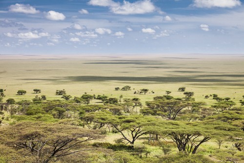 As vastas planícies do Serengueti (Tanzânia). Foto: mdd / Shutterstock.com