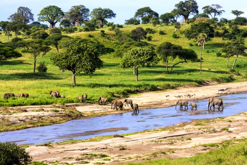 Serengueti. Foto: GTS Productions / Shutterstock.com