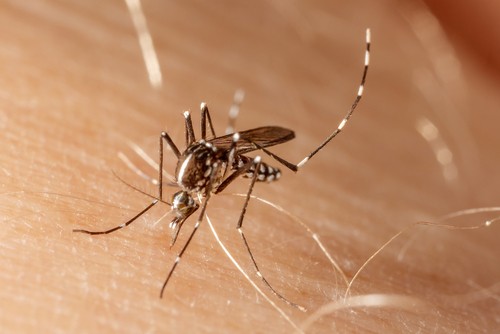 Aedes aegypti, transmissor do vírus causador da febre chikungunya. Foto: Tacio Philip Sansonovski / Shutterstock.com