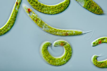 Alga verde da espécie Euglena spirogyra. Observe a presença de cloroplastos, que conferem a coloração esverdeada à alga. Clique para ampliar. Foto: Lebendkulturen.de / Shutterstock.com