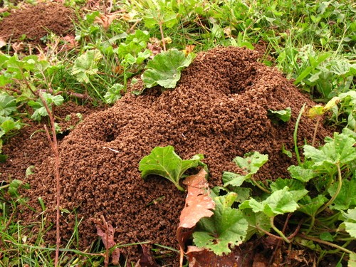 Formigueiro. Foto: tozzimr / Shutterstock.com