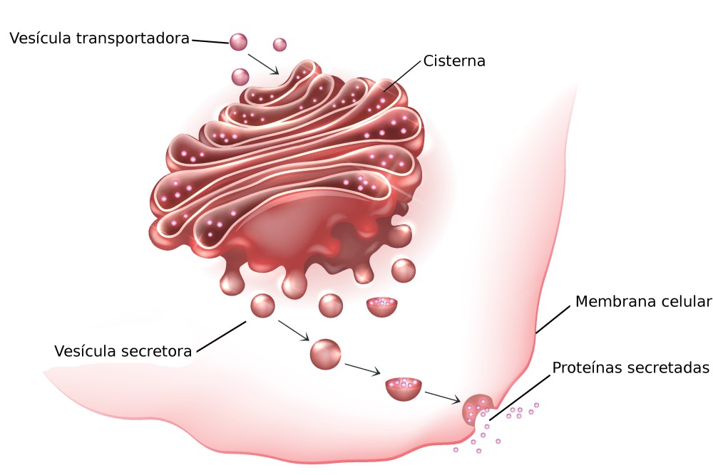 Estruturas do Complexo de Golgi. Ilustração: Tefi / Shutterstock.com 