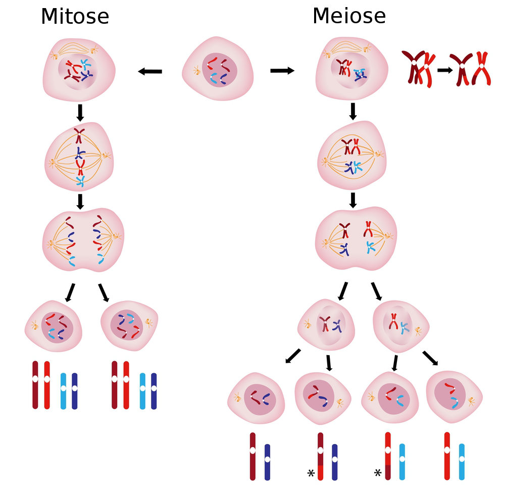 Comparação entre Mitose e Meiose, as duas formas de divisão celular. Ilustração: Alila Medical Media / Shutterstock.com