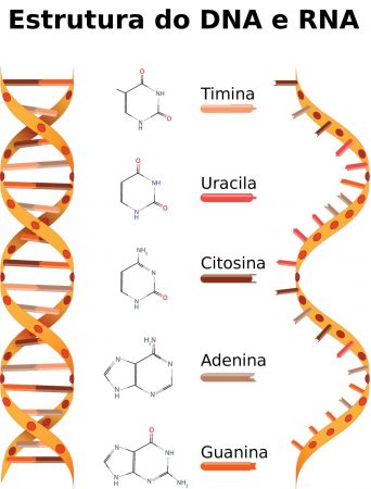 Estruturas do DNA e RNA. Ilustração: Designua / Shutterstock.com