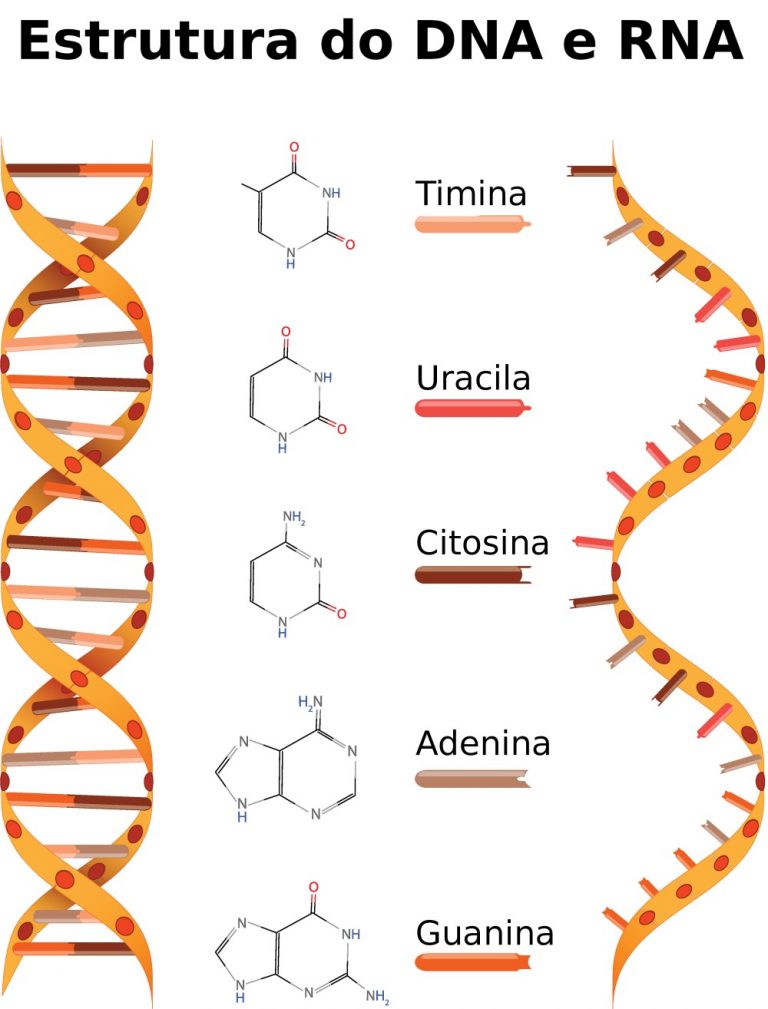 RNA ácido ribonucléico Citologia InfoEscola