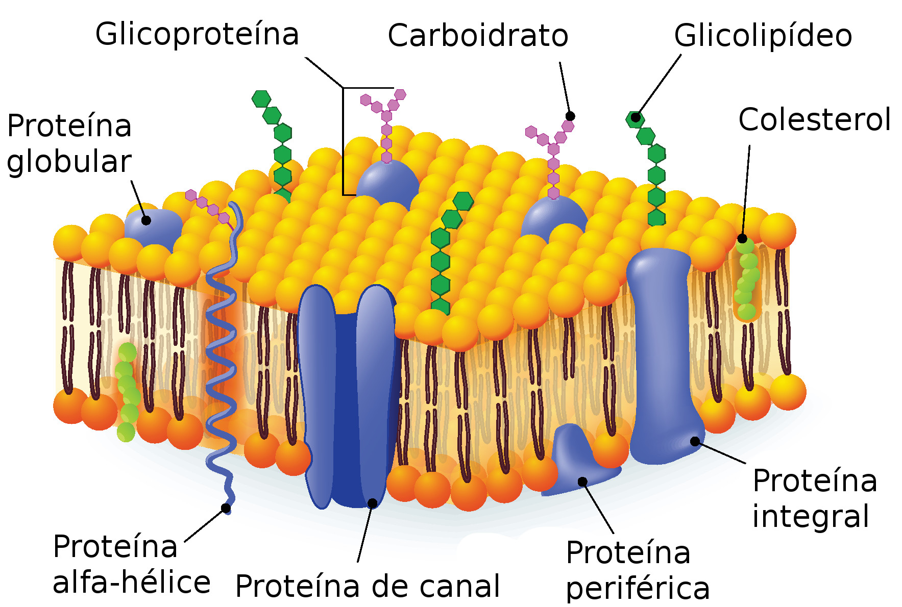 Membrana plasmática - Citologia - InfoEscola