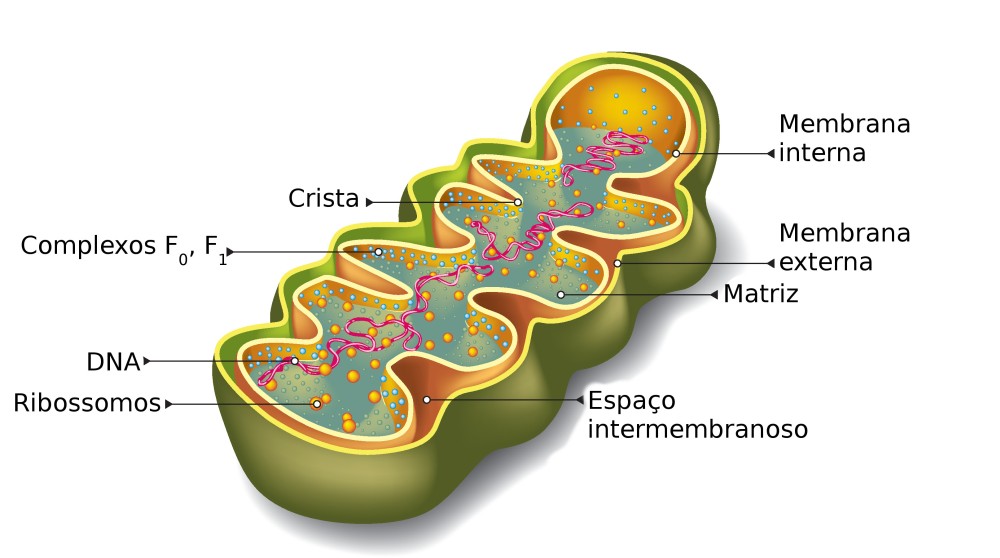Estruturas de uma mitocôndria. Ilustração: NoPainNoGain / Shutterstock.com