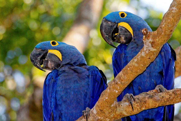 Arara-azul - Aves - InfoEscola