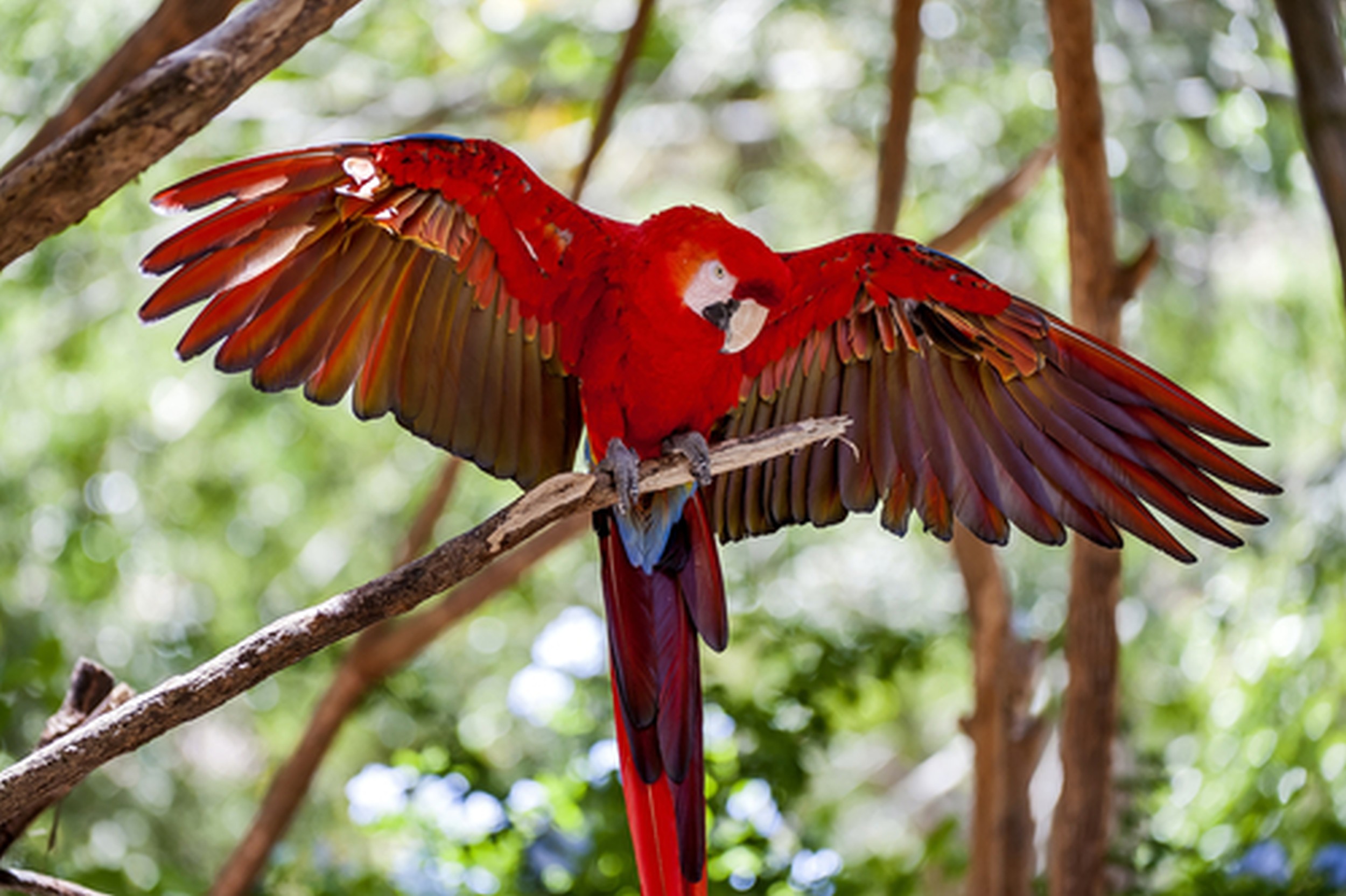 Arara-vermelha - Aves Brasileiras - InfoEscola