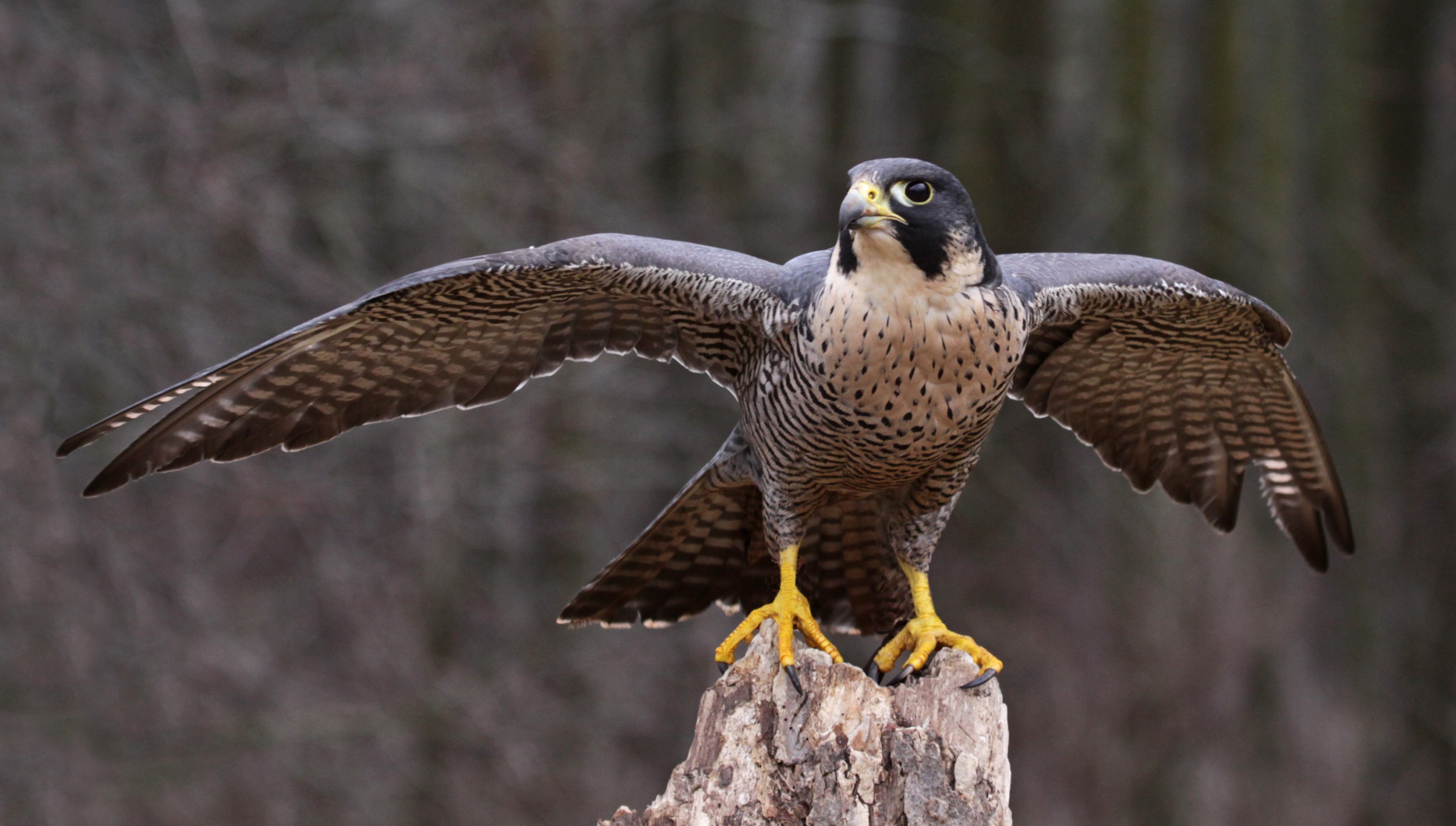 Aves De Uma Corça Ou Um Pássaro Ou Um Falcão É Um Pássaro. Dispostos Na  Subfamília Threskiornithinae Na Ave E Na Colher De Pássaro.  (Threskiornithidae) Fotos, retratos, imágenes y fotografía de archivo