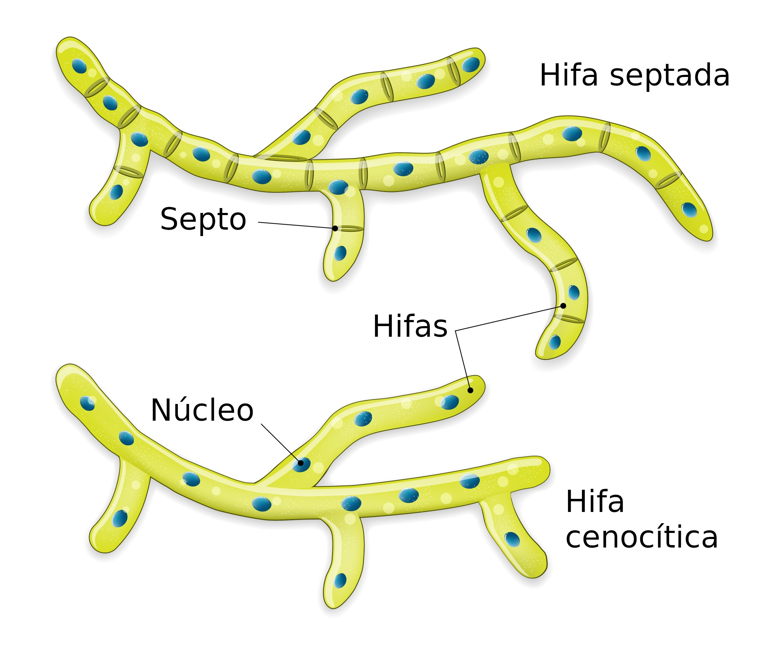 Reino Fungi Fungos Biologia InfoEscola Reino Fungi Fungos Biologia InfoEscola