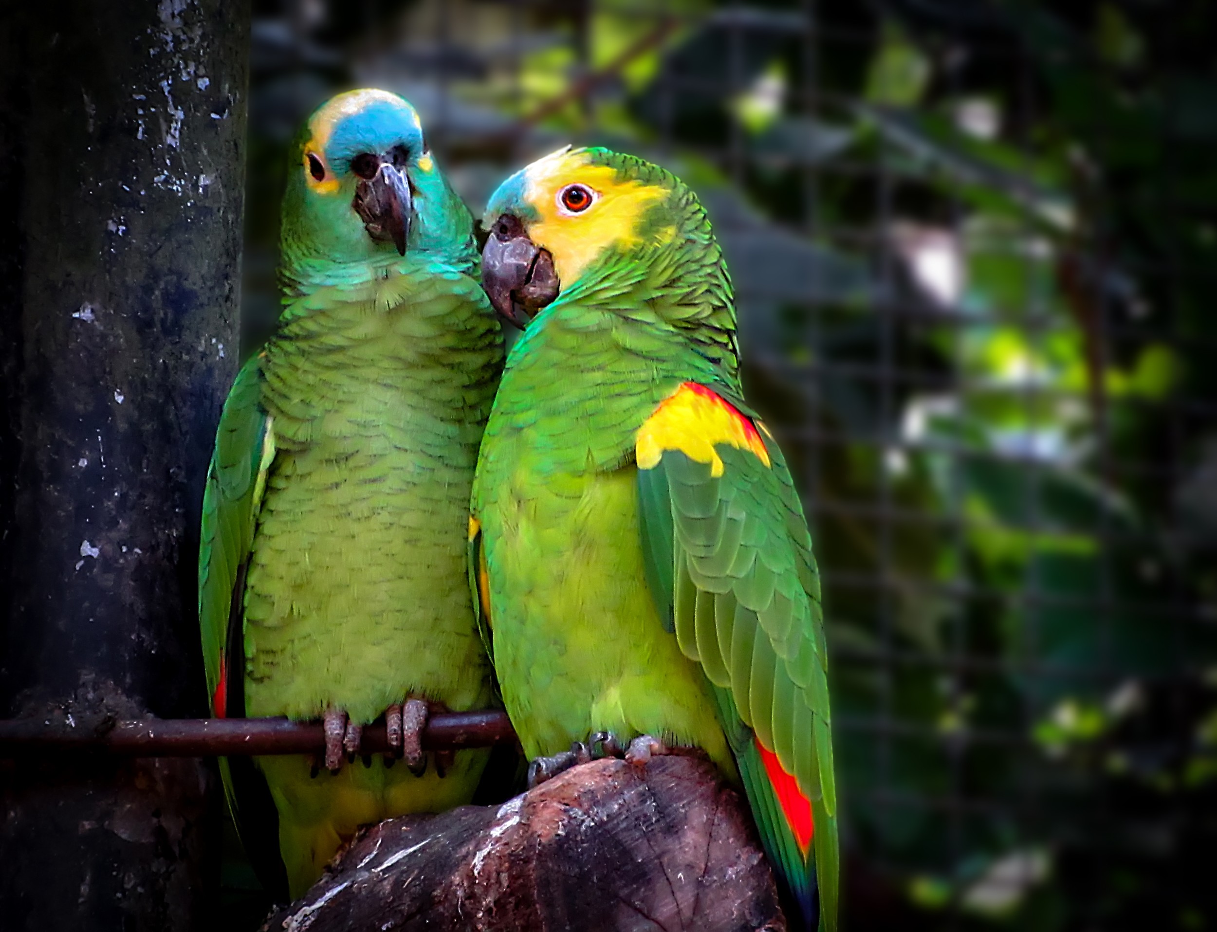 Papagaio-verdadeiro - Aves - InfoEscola