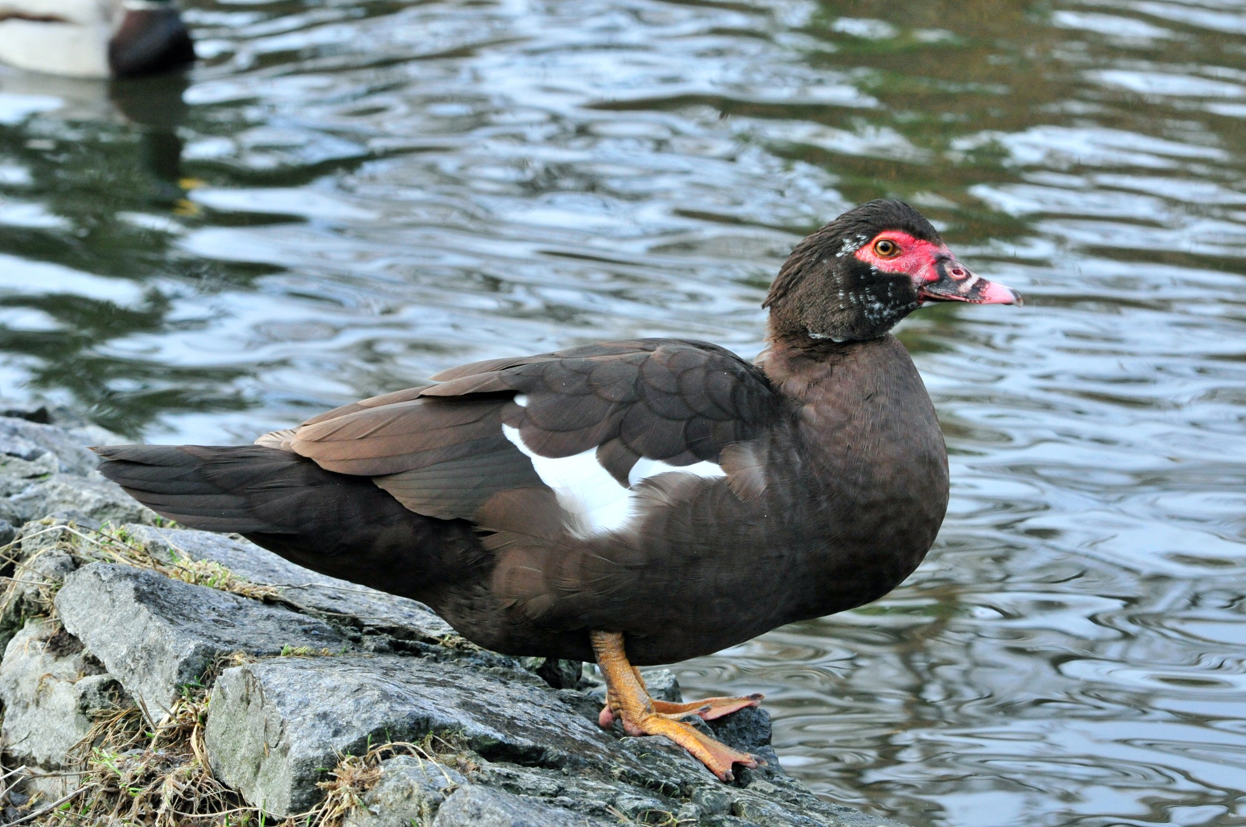 Os Patos