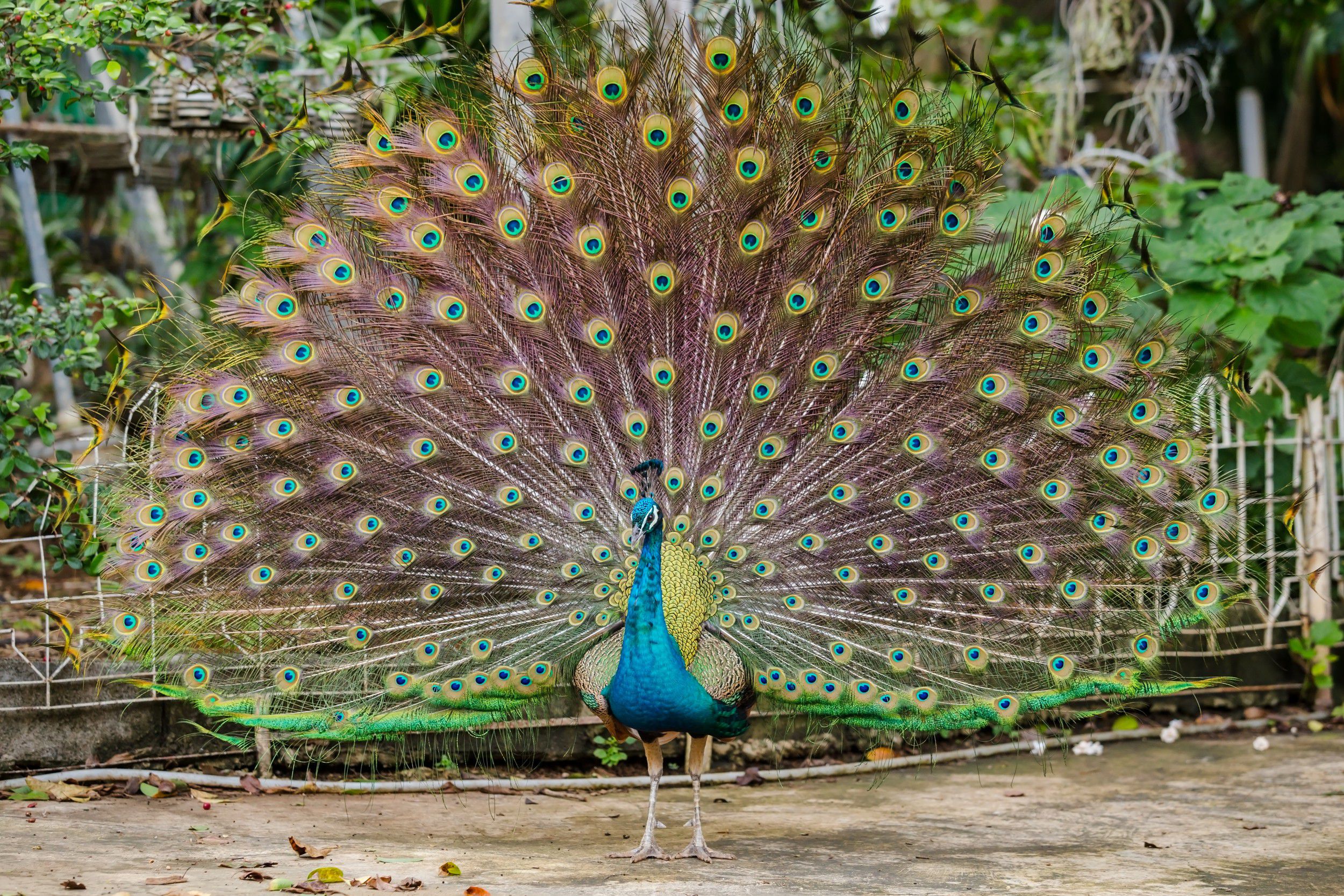 Resultado de imagem para pavÃ£o