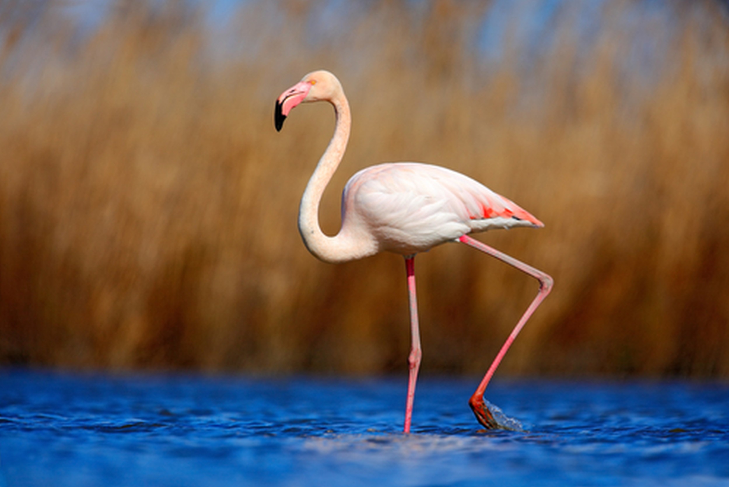 Flamingo Esp cies De Flamingos Aves InfoEscola Flamingo Esp cies De Flamingos Aves InfoEscola